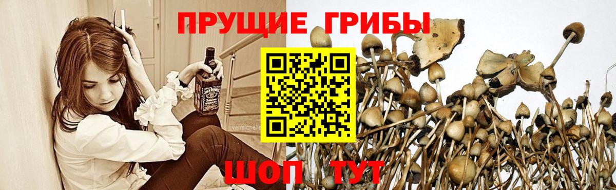 Псилоцибиновые грибы GOLDEN TEACHER Нижнекамск